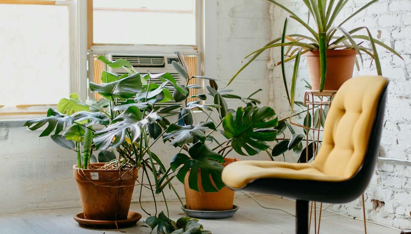 Bringing the Outdoors In: A Guide to Biophilic Design