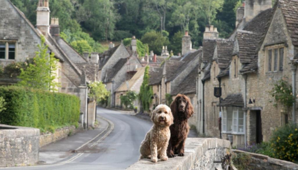 A Dog-Friendly Guide to the Cotswolds